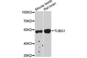 Western blot analysis of extracts of various cell lines, using TUBG1 antibody (ABIN1882342) at 1:1000 dilution. (TUBG1 抗体)