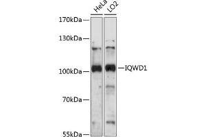 Western blot analysis of extracts of various cell lines, using IQWD1 antibody (ABIN7266684) at 1:1000 dilution. (DCAF6 抗体  (AA 460-650))