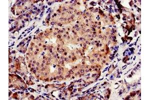 Immunocytochemistry (ICC) image for anti-Cystathionine-beta-Synthase (CBS) (AA 1-413) antibody (ABIN7148965)