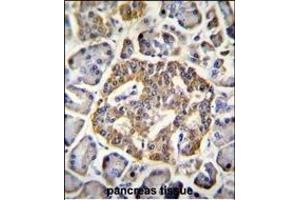 GRIN2A Antibody (C-term) (ABIN655337 and ABIN2844902) immunohistochemistry analysis in formalin fixed and paraffin embedded human pancreas tissue followed by peroxidase conjugation of the secondary antibody and DAB staining. (NMDAR2A 抗体  (C-Term))