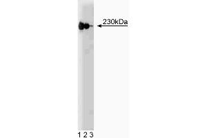 Western blot analysis of p230 trans-Golgi on a HeLa lysate. (p230 Trans Golgi (AA 2063-2179) 抗体)