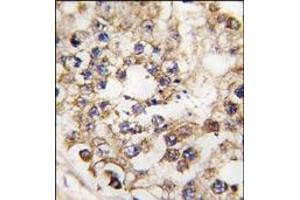 Image no. 1 for anti-Pancreatic and Duodenal Homeobox 1 (PDX1) (N-Term) antibody (ABIN360026) (PDX1 抗体  (N-Term))