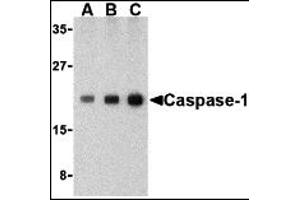 Western Blotting (WB) image for anti-Caspase 1 (CASP1) (C-Term) antibody (ABIN1030315) (Caspase 1 抗体  (C-Term))