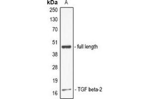 Western blot analysis of TGF beta 2 expression in full lenth TGFB2 recombinant protein (A) whole cell lysates. (TGFB2 抗体)
