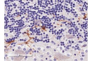 ABIN190906 (4µg/ml) staining of paraffin embedded Human Cerebellum. (Iba1 抗体  (C-Term))
