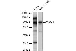 Western blot analysis of extracts of various cell lines, using CD3EAP antibody (ABIN7266194) at 1:1000 dilution. (CD3EAP 抗体  (AA 1-170))