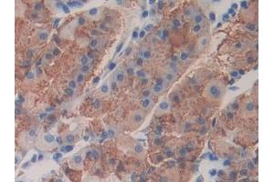 Detection of FBLN4 in Human Stomach Tissue using Polyclonal Antibody to Fibulin 4 (FBLN4) (FBLN4 抗体  (AA 26-443))