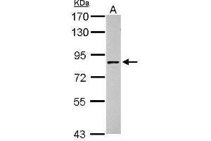 WB Image Sample (30 ug of whole cell lysate) A: HepG2 7. (Granulin 抗体  (Center))