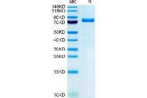 Human CLEC2D on Tris-Bis PAGE under reduced condition. (CLEC2D Protein (AA 60-191) (Fc-Avi Tag))