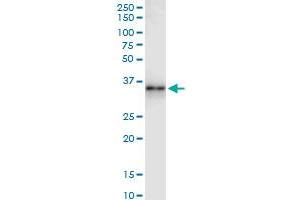 Immunoprecipitation of GZMB transfected lysate using anti-GZMB MaxPab rabbit polyclonal antibody and Protein A Magnetic Bead , and immunoblotted with GZMB MaxPab mouse polyclonal antibody (B02) . (GZMB 抗体  (AA 1-247))