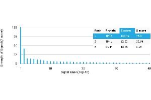 Protein Array (PAr) image for anti-Tryptophan Hydroxylase 2 (TPH2) antibody (ABIN7456102) (Tryptophan Hydroxylase 2 抗体)