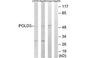 Western blot analysis of extracts from LOVO/HepG2/mouse brain cells, using POLD3 Antibody. (POLD3 抗体  (AA 411-460))