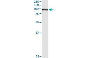 Western Blotting (WB) image for anti-Glutaminyl-tRNA Synthetase (QARS) (AA 677-776) antibody (ABIN598566) (QARS 抗体  (AA 677-776))