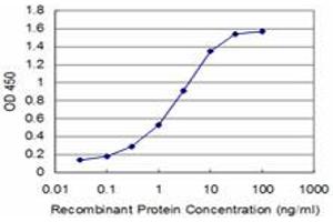 Detection limit for recombinant GST tagged BOLL is approximately 0. (BOLL 抗体  (AA 185-283))