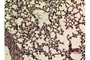 Immunohistochemical analysis of paraffin-embedded mouse-lung, antibody was diluted at 1:100.