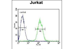 Flow cytometric analysis of Jurkat cells (right histogram) compared to a negative control cell (left histogram). (ETS1 抗体  (N-Term))