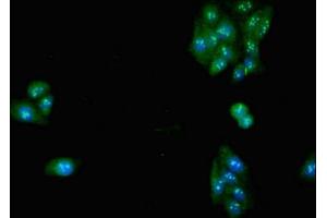 Immunofluorescence (IF) image for anti-Solute Carrier Family 32 (GABA Vesicular Transporter), Member 1 (SLC32A1) (AA 14-118) antibody (ABIN7175498)
