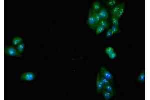 Immunofluorescent analysis of HepG2 cells using ABIN7175498 at dilution of 1:100 and Alexa Fluor 488-congugated AffiniPure Goat Anti-Rabbit IgG(H+L) (SLC32A1 抗体  (AA 14-118))