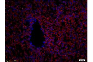 Immunofluorescence (IF) image for anti-Cytochrome P450, Family 2, Subfamily C, Polypeptide 9 (CYP2C9) antibody (ABIN681208)