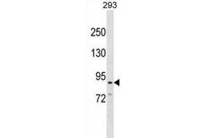 CDH26 Antibody (C-term) (ABIN1881190 and ABIN2838866) western blot analysis in 293 cell line lysates (35 μg/lane). (CDH26 抗体  (C-Term))
