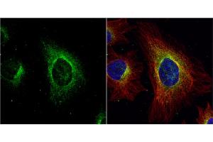 ICC/IF Image ASL antibody detects ASL protein at cytoplasm by immunofluorescent analysis. (ASL 抗体)