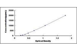 Fibroblast Growth Factor 13 (FGF13) ELISA Kit