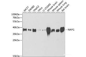 Western blot analysis of extracts of various cell lines using NAPG Polyclonal Antibody at dilution of 1:1000.