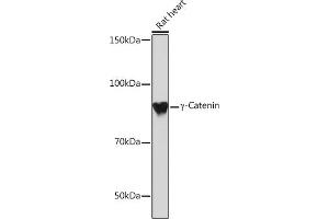 Western blot analysis of extracts of Rat heart, using γ-Catenin Rabbit mAb (ABIN1683043, ABIN3018625, ABIN3018626 and ABIN7101634) at 1:1000 dilution. (JUP 抗体)