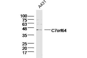 Lane 1: A431 lysates probed with C7orf64 Polyclonal Antibody, Unconjugated  at 1:300 overnight at 4˚C. (C7orf64 抗体  (AA 1-100))