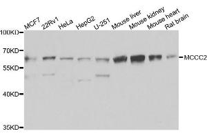 Western blot analysis of extracts of various cells, using MCCC2 antibody. (MCCC2 抗体)