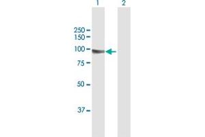 Western Blot analysis of KIF3B expression in transfected 293T cell line by KIF3B MaxPab polyclonal antibody. (KIF3B 抗体  (AA 1-747))