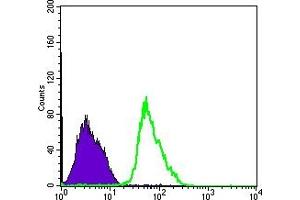 Flow cytometric analysis of PC-2 cells using PRKAA1 mouse mAb (green) and negative control (purple). (PRKAA1 抗体)