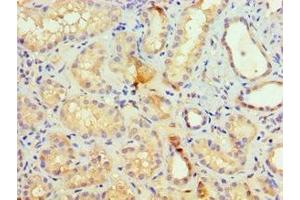 Immunohistochemistry of paraffin-embedded human kidney tissue using ABIN7155521 at dilution of 1:100 (SETDB1 抗体  (AA 1-397))