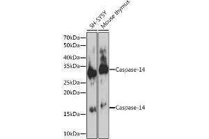 Western blot analysis of extracts of various cell lines, using Caspase-14 Rabbit mAb (ABIN7266113) at 1:1000 dilution. (CASP14 抗体)