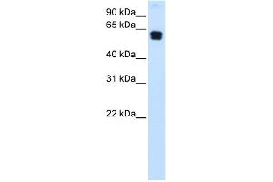 WB Suggested Anti-DOK1 Antibody Titration:  0. (DOK1 抗体  (C-Term))