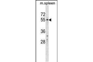 Western blot analysis in mouse spleen tissue lysates (35ug/lane). (WFIKKN2 抗体  (C-Term))