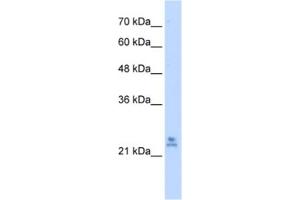 Western Blotting (WB) image for anti-Mitochondrial Ribosomal Protein S15 (MRPS15) antibody (ABIN2461942) (MRPS15 抗体)