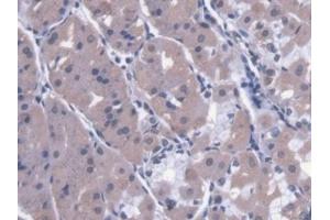 Detection of CAPN9 in Human Stomach Tissue using Polyclonal Antibody to Calpain 9 (CAPN9) (Calpain 9 抗体  (AA 42-340))