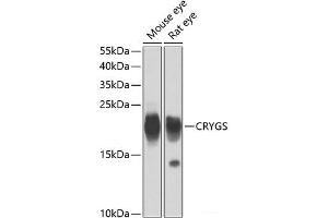 Western blot analysis of extracts of various cell lines using CRYGS Polyclonal Antibody at dilution of 1:4000. (CRYGS 抗体)