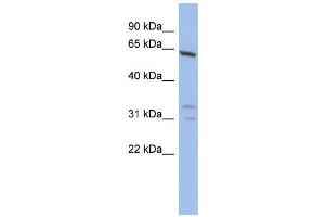 WB Suggested Anti-GTF2F1  Antibody Titration: 0. (GTF2F1 抗体  (N-Term))