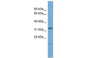 WB Suggested Anti-NEGR1 Antibody Titration: 0. (NEGR1 抗体  (N-Term))