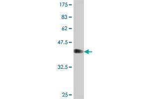 Western Blot detection against Immunogen (37. (RNF157 抗体  (AA 556-655))