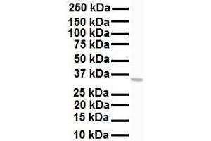 WB Suggested Anti-HHEX antibody Titration: 1 ug/mL Sample Type: Human HepG2 (HHEX 抗体  (Middle Region))