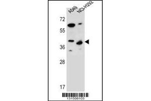 Western blot analysis in A549,NCI-H292 cell line lysates (35ug/lane). (PPP1R42 抗体  (C-Term))