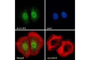 (ABIN185607) Immunofluorescence analysis of paraformaldehyde fixed U2OS cells, permeabilized with 0.