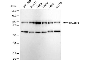 Western blotting analysis using RALBP1 antibody (ABIN7800126). (Recombinant RALBP1 抗体)