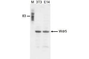 Western Blot of anti-Wdr5 antibody Western Blot results of Rabbit anti-Wdr5 antibody. (WDR5 抗体  (Internal Region))
