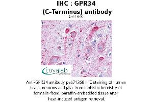 Image no. 1 for anti-G Protein-Coupled Receptor 34 (GPR34) (C-Term) antibody (ABIN1735065)