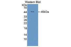 Western blot analysis of the recombinant protein. (FGF4 抗体  (AA 71-206))