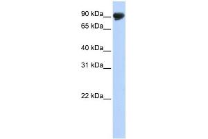 TMTC4 antibody used at 1 ug/ml to detect target protein. (TMTC4 抗体  (N-Term))